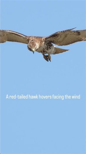 A red-tailed hawk hovers facing the wind, wings spread and steady.