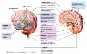 Unit 2 Biology and Behavior
