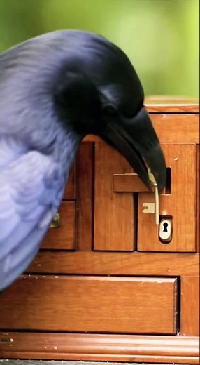 Crow Solves Complex Puzzle Faster Than Most Humans 🤯