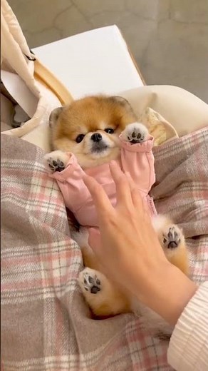 kelakuan anak anjing lucu imut dan menggemaskan #babydog #fyp #puppies #anakanjingyanglucu #dog
