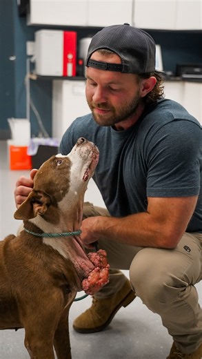 Duke Hemstreet on Instagram: "Fern Revenge Tour Loading…..First stop right to our vet! Her stray hold ends today. I don’t see a family coming forward. The shelter called, emailed and sent multiple texts. For access to the private page and day in the life content of all the pups! Click on my profile and you’ll see the subscription button! Every rescue dog has a story. Uncover it with @wisdompanel so they can get the best care. Get 20% off the most accurate pet DNA test with PAWERFUL20—link in bio