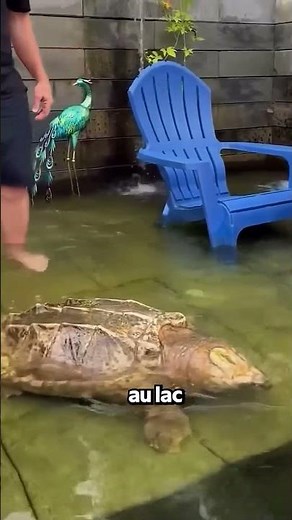 Cette Tortue De 100 Ans Revient Au Lac Une Dernière Fois Avant De Partir.