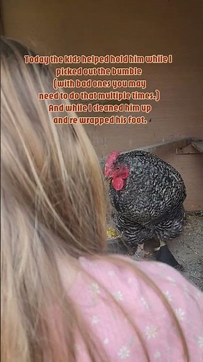 Spoiling Our Rooster We Are Treating For Bumble Foot