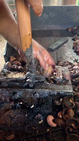 What happens when the milk from the chestnut gets on the skin?