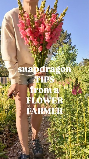 START THESE NOW, they take longer than the seed packet would lead you to believe! If you’ve never smelled a home grown snapdragon you’re in for a treat: not only do many varieties have a lovely smell, they have an incredible vase life of a couple of WEEKS and come in a huge range of colors! I give them 10 weeks to grow from seeding to transplanting (up to 12 weeks if growing in cool temps), and transplant them out 4-6 weeks before last frost depending on weather. They are incredibly frost hardy 