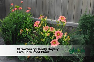 Strawberry Candy Daylily | Hemerocallis Rebloomer | Eyezone Variety | Live Bare Root Plant — NOT Seeds/bulbs - Etsy