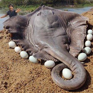 8.2K views · 150 reactions | Unbelievable Technique Big Stuck Stingray Fish Catching By Hand In River Dry Place #fish #video | Fisherman Animal Lover Short | Facebook