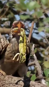 Zazu and the Chameleon | Nombekana Safaris and Wildlife Photography