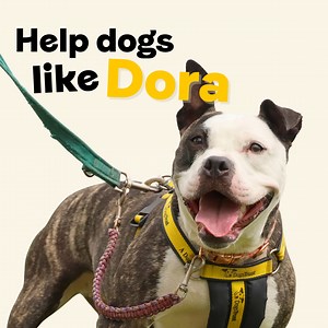 Your gift of £20 could help dogs like Dora recover un a safe, loving environment | Dogs Trust