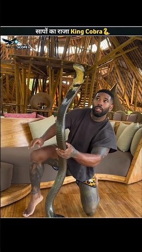 That why King Cobra's called King😲 || #shorts