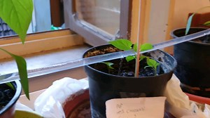 I built a raspberry pi-enabled watering system to save my little friends - I'll be more than a month away from home. 🌿 (Further details is comments)