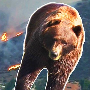 492K views · 418 reactions | What happens to animals during a wildfire. | Insider Science | Facebook