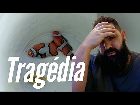 A GREAT TRAGEDY IN MY AQUARIUM 🪸🐟🐡