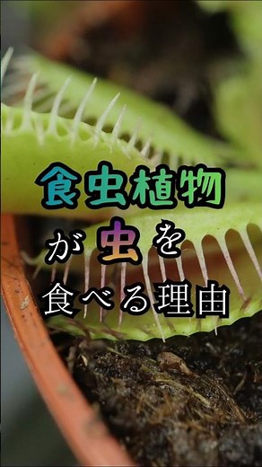 食虫植物が虫を食べる理由 60秒で分かる自然科学の不思議 #shorts #shortvideo #雑学 #雑学ショート #豆知識