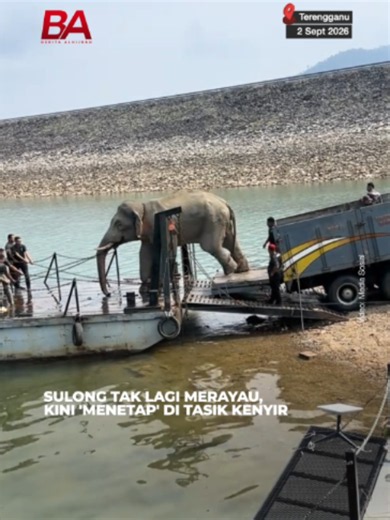 Sulong, gajah liar yang tular baru-baru ini tidak lagi merayau, kini 'menetap' di Tasik Kenyir. Proses pemindahan itu turut dibantu dua gajah denak, Rambai dan Cheri yang digunakan bagi memujuk Sulong menjalani proses pemindahan ke habitat baharu. Tekan link untuk berita penuh.
