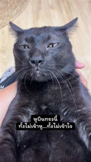 #เอาแต่ใจจริง ไม่มีตัวแสดงแทน #แมวดำ #คาร์บอน 🖤🐈‍⬛