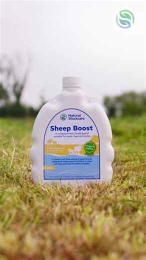 Selenium: Key Mineral for Fertility and Immunity in Sheep