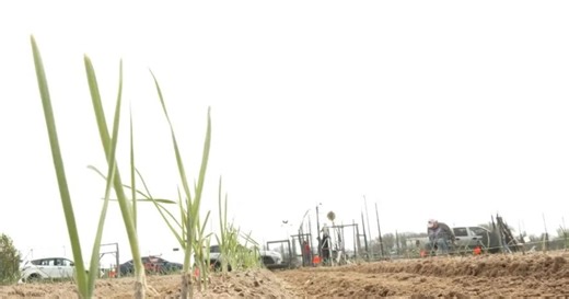 Shelby County Community Gardens program aims to show benefits of growing own food