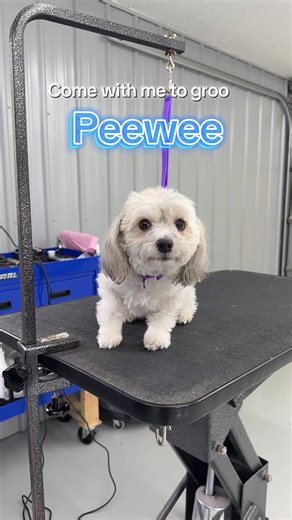 Grooming Peewee the Havanese: A Day in the Life