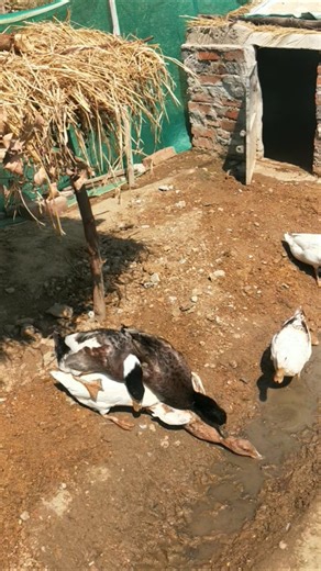 Funny Indian runner duck in my farm #duckfarm #birds #cuteanimal #ducklife #pekinduck #cuteduck