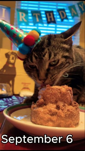 Check if your birthday is in this song #funnycats #catmemesfunny #birthday #funnycatsmemes