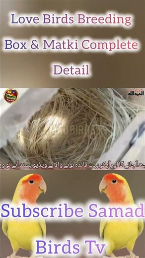 Lovebird Breeding Box & Matki | Complete Setup Guide for Successful Breeding #shortvideo