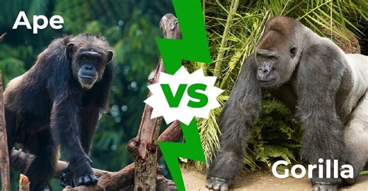 Ape vs. Gorilla: These Are The Main Differences You Should Know