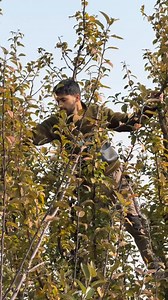 Katai woul 😂😂 new pruning cutting ##pruning #cutting #orchard | IT. Reaction