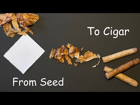 From Tiny Seed to Handmade Cigar || DIY Tobacco Start to Finish