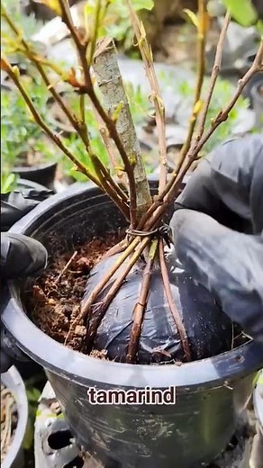 Tamarind Plant Growing Fast 🌱 | From Seed to Tamarind Tree Amazing Result
