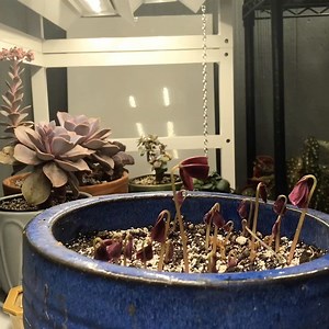 1K views · 50 reactions |  5 day time lapse on my Oxalis triangularis. I can watch this all day! . . . . . #ohiotropics #oxalistriangularis #oxalis #oxalistriangularispurple #timelapse #timelapsevideo #timelapsevideos | Ohio Tropics Houseplant and Garden Care | Facebook
