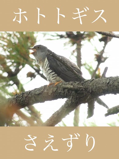 ホトトギスの鳴き声と特徴について