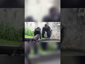 Little Bully! by RxCKSTxR Comedy Voiceovers!