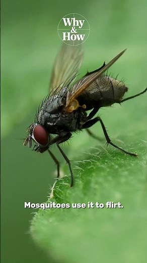 Why do flies buzz?