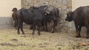 Herd Domestic Water Buffalo Animal Farm: vídeo stock (100% livre de direitos) 1100446973 | Shutterstock