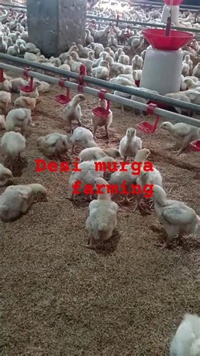 Desi murga farming ##11day