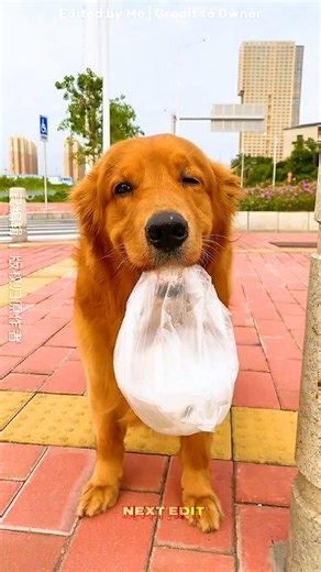 Moti the Loyal Dog 🐶❤️ | #dog #cute