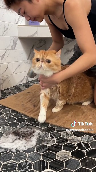 Talkative Robbie comes out when he’s displeased. #catmom #catmomlife #catlife #catbath #catmeow #talkingcat #catsbeingcats