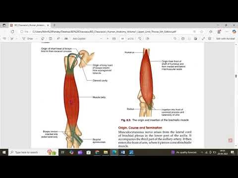Muscles of Arm