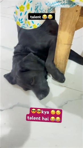 talented 😂labrador #shortsfeed #labrador #comedyshorts #youtubeshorts #funny #shortvideos #ytshorts