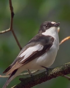The dawn chorus. Nature's spring festival! Join the RSPB & help save the wildlife we love. | RSPB
