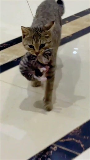 🐈 Mama Cat Gently Carries Her Baby to Safety #cat #kitten #cute #adorably #funny