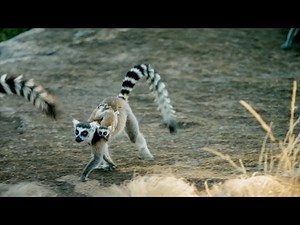 Island of Lemurs: Madagascar - TV Spot 1 [HD]
