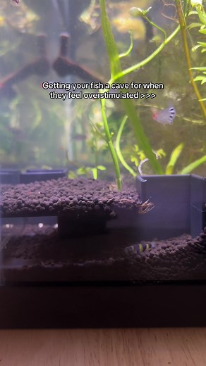 Creating Comfortable Caves for Freshwater Fish