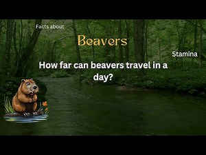 Beaver Fact 47 - How far can beavers travel in a day?
