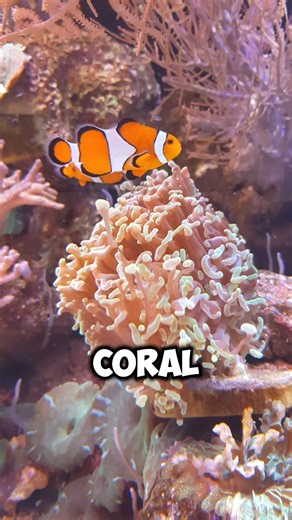 Cuenta la leyenda que el pez payaso nació del fuego del sol y las lágrimas del mar. 🌊🐠 #reelsvideoシ #reelsviralシ #pezpayaso #mitos #facebookviral | Mente Curiosa