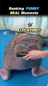 Ranking FUNNIEST SEAL Core Moments!! 🌊😂