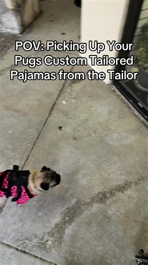 Custom Tailored Pajamas for Pugs: A Stylish Reveal