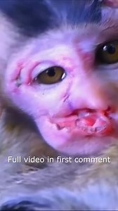 The baby monkey was badly injured, so pitiful58 | Monkey BC