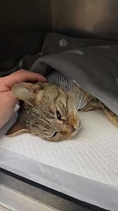 Kaptunk videót! ❤️ Nagyon köszönjük a Budapesti Állatkórháznak, hogy mindent megtesznek a cicáért! Előzmények https://m.facebook.com/story.php?story_fbid=1320011303504910&id=100064881570053 | Cicamentő Angyalok